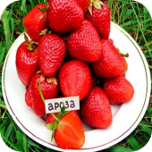 Клубника "Ароса" 